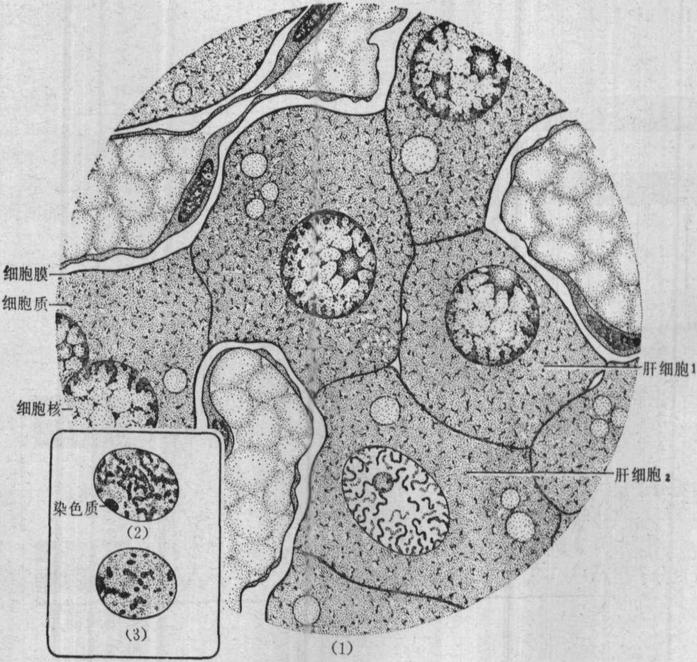 图1～3 细胞基本结构
